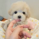 푸른들동물병원 이미지