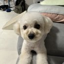 루비반지 PET SHOP 우두점 이미지