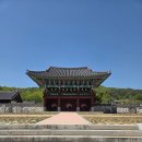 홍산객사 은행나무 | 동헌과 객사. 원형이 잘 남아 있는 - 부여 홍산현 관아