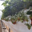 대지농장(1) 이미지