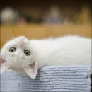 냥이 많은 식탁 | 가성비 고양이식탁 고르는법 (선택방법, 후기, 추천 순위)