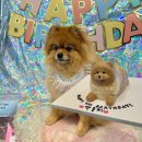 하늘바라기펫푸드 강아지수제간식 강아지케이크 이미지