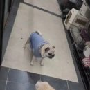 강아지 마법사 골드맘 이미지