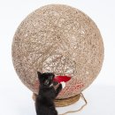 고양이집 이미지