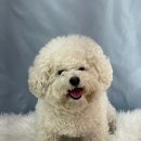 봄날의댕댕이 이미지