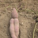 햇고구마 구입하신 회원님 이미지