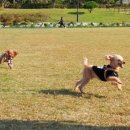 보라매로 이미지