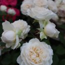 에크루(ECRU) 이미지