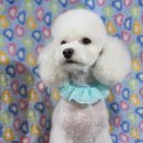 랄라펫살롱 이미지