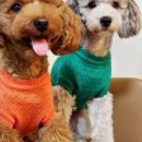 도그레이 이미지