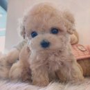 아이러브독 강아지분양 부천점 | [애견리뷰] 아이러브독 강아지분양 부천점, 인천강아지분양의 완벽한 선택