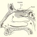 2-4. 코의 구조와 기능→콧속 어디서 냄새를 맡을까요? 감기에 걸리면 냄새를 못 맡는 이유? 이미지