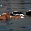 kiss My Dog 이미지