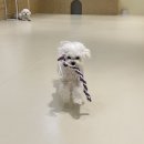 견생낙원 | 검단신도시 애견유치원 &lt;견생낙원&gt; 大만족 후기 (내돈내산)