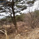 사등면 사곡리 산103-18~사곡리103-19 양면일원 | 경남 거제시 토지(임야)경매, 거제시 사등면 창호리 1042-1 # 2015타경1118 # [더에이스]