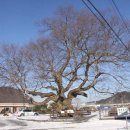 느티나무 이미지