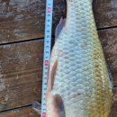 평촌낚시터 이미지