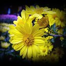 망마경기장 이미지