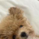 도그데일리 | 강아지 모기·진드기 기피제 추천 🐾 : 도그스킨 보호막 스프레이 솔직 리뷰