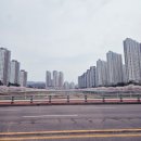 고양시 벚꽃 명소 창릉천 봄산책길 추천