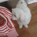 빅토리애견 이미지