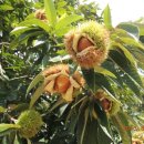 칠성농장 이미지