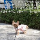 봄나들이 강아지 원피스, 마이티피플 러블리 과일 원피스 후기