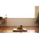 미미애견 이미지