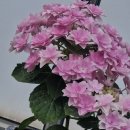 행복을주는꽃 이미지