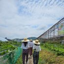 주홍농장 | 🌾농협경제지주 홍보단_농업인 안전 365 영상 촬영 후기