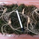 산양2호 이미지