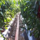 주신농장 이미지