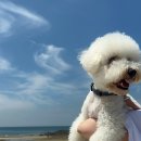 통보펜션 | 가족 모두 행복했던 태안 안면도 애견동반 골드독 펜션 휴식과 힐링을 찾는다면 추천하는 내돈내산 휴가...