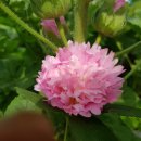 하루네 농장 이미지