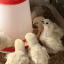 천안오골계농장 이미지