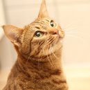 강아지와고양이나라 동물병원 이미지