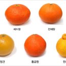 금빛푸드 이미지