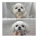 다드멍 이미지