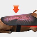 A+(알파 플러스) 펫라운지 이미지