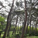 부산 기장군-아홉산대나무 숲 이미지