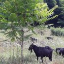 명성흑염소농장 이미지