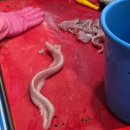 바다산곰장어 | 해운대시장 바다산곰장어 내돈내산 후기