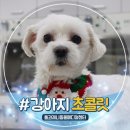 하이응급동물메디칼센터 | 강아지 초콜릿 먹었을때 증상, 8살 말티즈 응급 구토 처치 후기