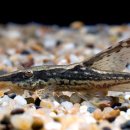 로얄(ROYAL) 이미지