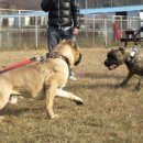 아이엠독 이미지