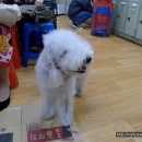 애견미용사 장윤희 | [스크랩] 제43회 베들링턴 테리어 세미나 후기