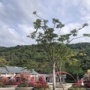 원림초등학교 | 5박6일 중국 샤먼 여행 11편) 샤먼 5일차, 6일차(샤먼원림식물원, 32how 카페, 샹산 베이징덕, 후밍...