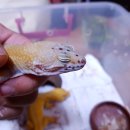 수퍼캐롯 이미지