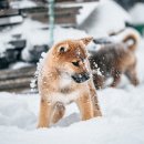 강아지야