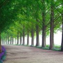 담양 가볼만한곳 추천명소 10 이미지